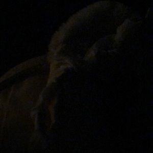 Meet your Posher, Ashanti